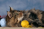 katzenfotos maine_coon