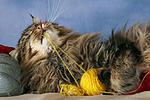 katzenfotos maine_coon