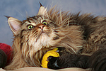 katzenfotos maine_coon