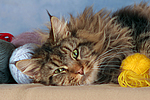 katzenfotos maine_coon