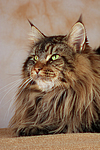 katzenfotos maine_coon