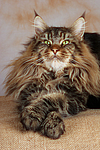 katzenfotos maine_coon