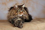 katzenfotos maine_coon