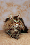 katzenfotos maine_coon