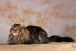 katzenfotos maine_coon