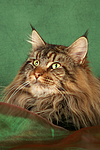 katzenfotos maine_coon