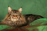 katzenfotos maine_coon