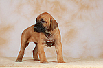hundefotos rhodesian_ridgeback
