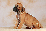 hundefotos rhodesian_ridgeback