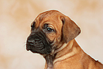 hundefotos rhodesian_ridgeback