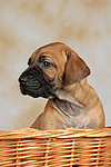 hundefotos rhodesian_ridgeback