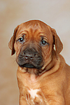 hundefotos rhodesian_ridgeback