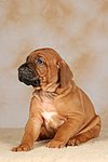 hundefotos rhodesian_ridgeback