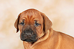 hundefotos rhodesian_ridgeback
