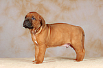 hundefotos rhodesian_ridgeback