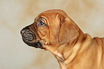 hundefotos rhodesian_ridgeback