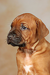 hundefotos rhodesian_ridgeback