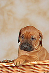 hundefotos rhodesian_ridgeback