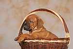 hundefotos rhodesian_ridgeback