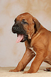 hundefotos rhodesian_ridgeback