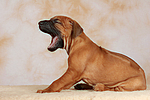 hundefotos rhodesian_ridgeback