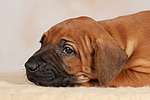 hundefotos rhodesian_ridgeback