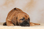 hundefotos rhodesian_ridgeback