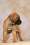 hundefotos rhodesian_ridgeback