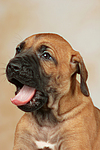 hundefotos rhodesian_ridgeback