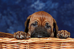 hundefotos rhodesian_ridgeback