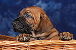 hundefotos rhodesian_ridgeback