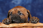 hundefotos rhodesian_ridgeback