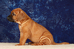 hundefotos rhodesian_ridgeback