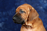 hundefotos rhodesian_ridgeback