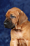 hundefotos rhodesian_ridgeback