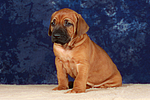 hundefotos rhodesian_ridgeback