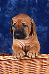 hundefotos rhodesian_ridgeback