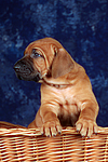 hundefotos rhodesian_ridgeback