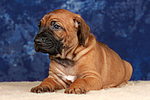 hundefotos rhodesian_ridgeback