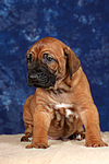 hundefotos rhodesian_ridgeback