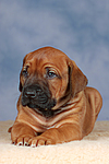 hundefotos rhodesian_ridgeback