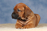 hundefotos rhodesian_ridgeback