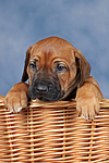 hundefotos rhodesian_ridgeback