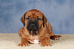 hundefotos rhodesian_ridgeback
