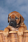 hundefotos rhodesian_ridgeback