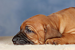 hundefotos rhodesian_ridgeback