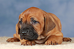hundefotos rhodesian_ridgeback