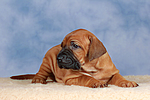 hundefotos rhodesian_ridgeback
