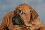 hundefotos rhodesian_ridgeback