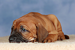 hundefotos rhodesian_ridgeback